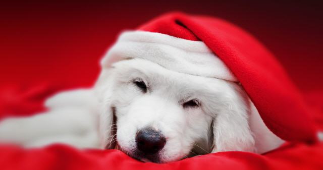 Weihnachtliche Hundebekleidung
